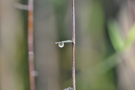 Austrieb von Fargesia spez.  jiuzhaigou 9