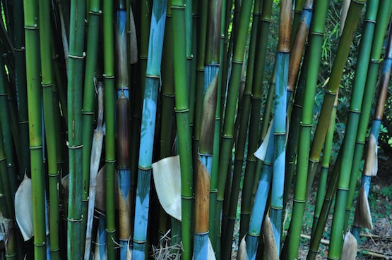 Borinda papyrifera, Carwinion Cornwall's Bamboo Garden