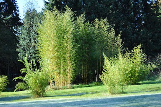 Phyllostachys aureosulcata 'Aureocaulis'