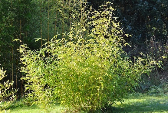 Phyllostachys vivax 'Huangwenzhu'