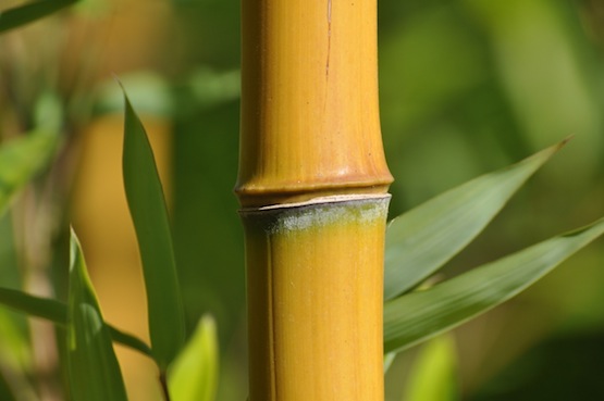Phyllostachys aureosulcata 'Aureocaulis'