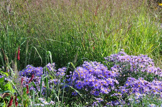 Aster amellus "Rudolphe Goethe"