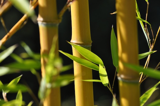 Phyllostachys aureosulcata "Aureocaulis"