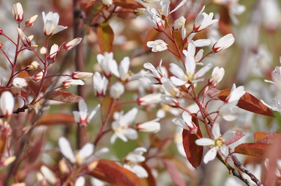 Amelanchier lamarckii