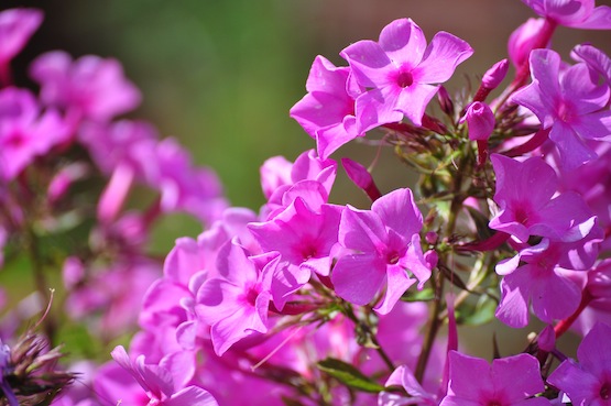 Phlox paniculata