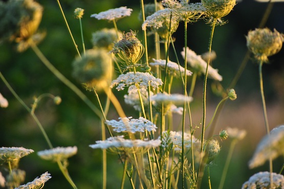 Daucus carota subsp. carota