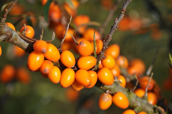 Hippophae rhamnoides "Leikora"
