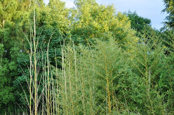 artenblog | Wild Gardening | Bambus | Garten Blog über einen Garten in der Heide 