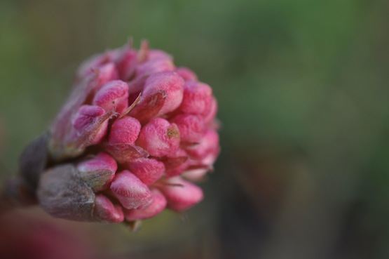 Viburnum x bodnantense 'Dawn' artenblog | Wild Gardening | Viburnum| Garten Blog über einen Garten in der Heide