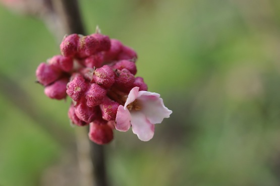 Viburnum x bodnantense 'Dawn' artenblog | Wild Gardening | Viburnum Blüte | Garten Blog über einen Garten in der Heide