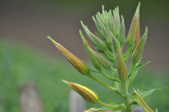 Gartenblog | Wild Gardening | Oenothera biennis | Garten Blog über einen Garten in der Heide