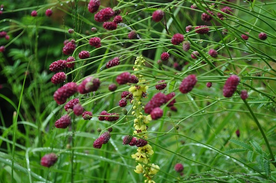 Gartenblog | Wild Gardening | Verbascum nigrum | Garten Blog über einen Garten in der Heide