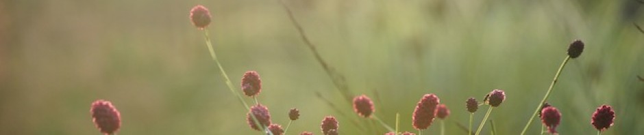 Wild Gardening