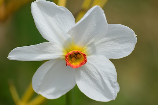 Gartenblog | Wild Gardening | Narcissus Poeticus