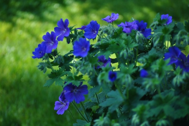 Blog | Wildgardening | Gartenmomente 2016